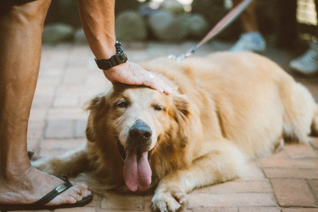 pexels-photo-1870301 Person Touching Golden Retriever