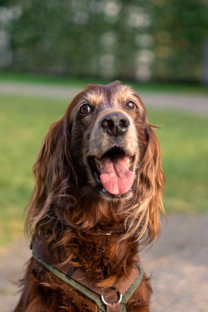 pexels-photo-28912206 Free stock photo of dog, irish setter