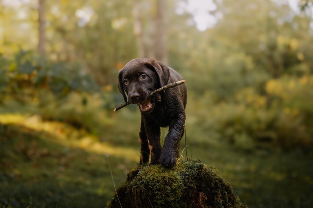 pexels-photo-28945723 Adorable Labrador Puppy in Lush Forest