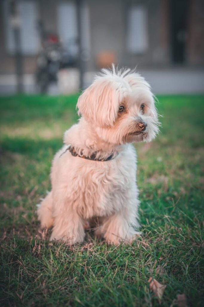 pexels-photo-28959767 Adorable Small Dog Sitting on Green Grass