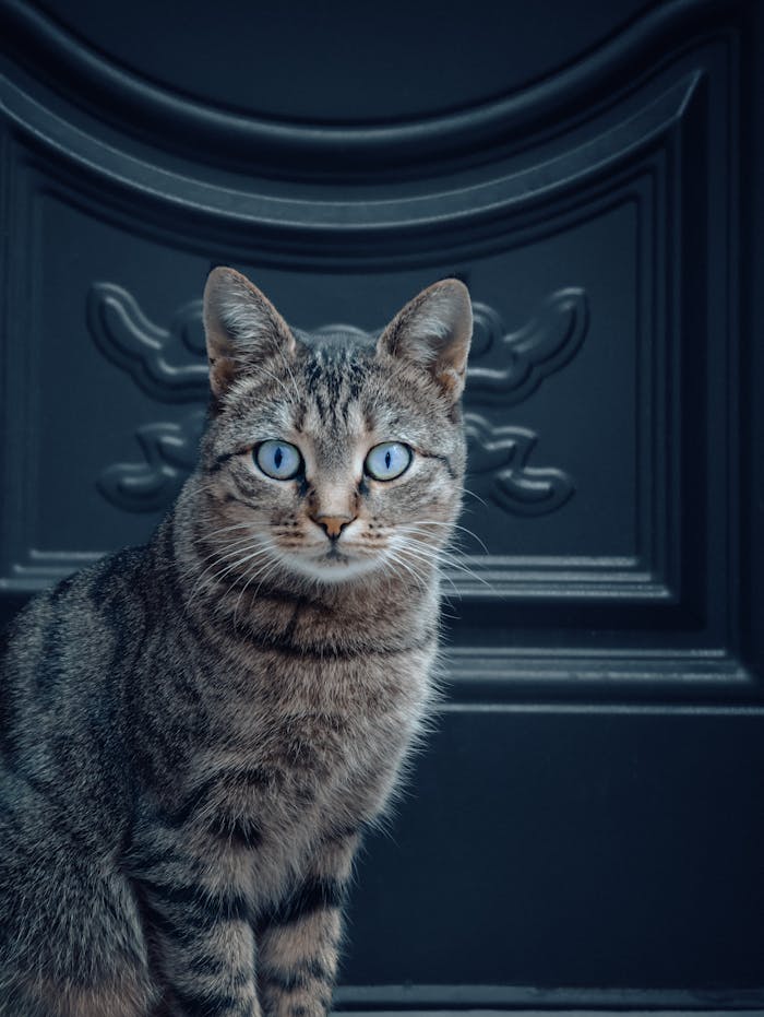 pexels-photo-28971161 Close-up Portrait of a Blue-Eyed Tabby Cat